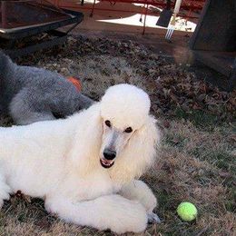 Poodles from Velvet Rain Poodles
