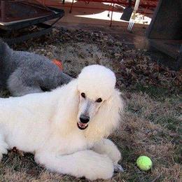Poodles from Velvet Rain Poodles