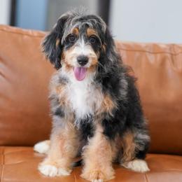 Gerber (socialization program grad) - Tri-color male Bernedoodle puppy in Dundee, Ohio from Down Home Doodle
