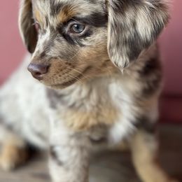 Miniature Australian Shepherd and Toy Australian Shepherd Puppies from Northern Roots Aussies