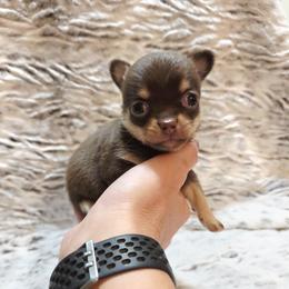 Clarice's chocolate, tan - Chocolate and tan female Chihuahua puppy in Richmond, Virginia from Breens