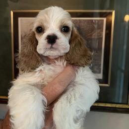 Cocker Spaniel Puppies from Dovecreek Cockers