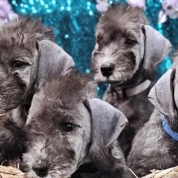 Bedlington Terriers from Blenheim