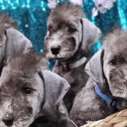 Bedlington Terriers from Blenheim