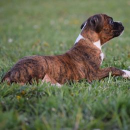 Boxer Puppies from Keims Royal Boxers