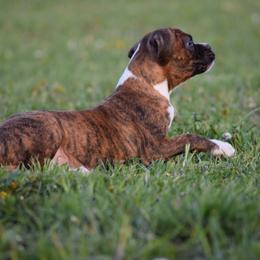 Boxer Puppies from Keims Royal Boxers