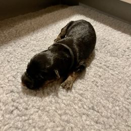 Girl 4 - German Shepherd puppy in Cedar City, Utah from Arco Shepherds