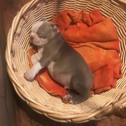 Boston Terrier Puppies from Lola’s House of Bostons & Rescue
