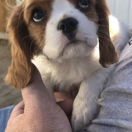 Cavalier King Charles Spaniel Puppies from Christina’s Cavaliers