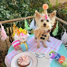 Maltese and Silky Terrier All Grown Up from Silky Malti Puppies