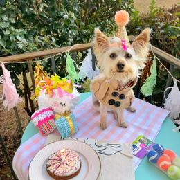Maltese and Silky Terrier All Grown Up from Silky Malti Puppies