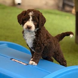 Kit Kat 3500 - Brown and white female Bernedoodle puppy in Royse City, Texas from Platinum Bernedoodles of Texas