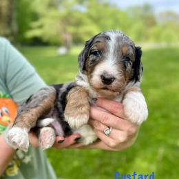 Custard - Merle male Bernedoodle puppy in Midland, Michigan from Northern Charm Farm