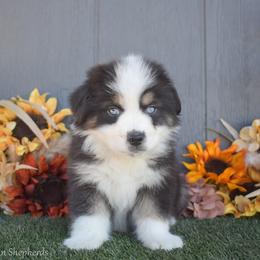 Nick - Black tri-color male Australian Shepherd puppy in Fallon, Nevada from Double H Australian Shepherds