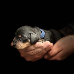Nala-Blue - Black and tan female Dachshund puppy in Corona, Ca Hemet, Ca Surpise, California from Over The Moon Dachshunds