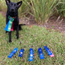 Belgian Malinois, German Shepherd, and Labrador Retriever All Grown Up from Z Canis Major
