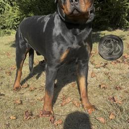Thor Vom Kaiserreich - Rottweiler