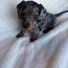 Ollie - Dapple male Dachshund puppy in Humphreys, Missouri from Foster’s Dachshunds