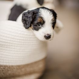 Bernedoodle Puppies from Cookie's Cuties