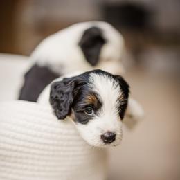 Bernedoodle Puppies from Cookie's Cuties