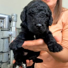 Poodle Puppies from Lyudmila's Standard Poodles