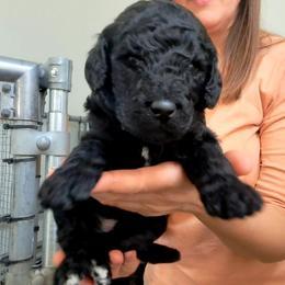 Poodle Puppies from Lyudmila's Standard Poodles