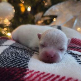 Jingle - White male Pomeranian puppy in New Lenox, Illinois from Illinois Poms