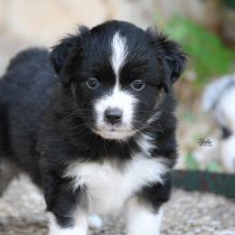 Boy 5 - Black tri male Miniature American Shepherd puppy in Robinson, Texas from Stellar Miniature American Shepherds