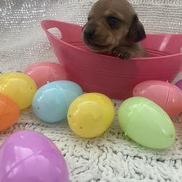Lily - Red female Dachshund puppy in Colonial Heights, Virginia from Mimi’s Doxies