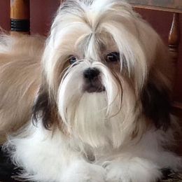 Shih Tzus from Chrissy's Shih Tzus