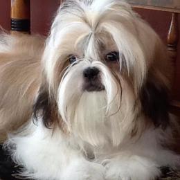 Shih Tzus from Chrissy's Shih Tzus