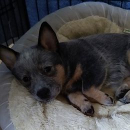 Australian Cattle Dog Puppies from FullMoon Cattle Dogs
