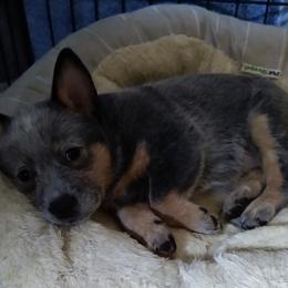 Australian Cattle Dog Puppies from FullMoon Cattle Dogs