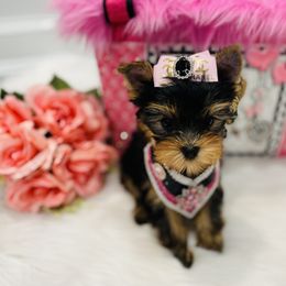 Yorkshire Terrier Puppies from Green Mountain Designer Yorkies