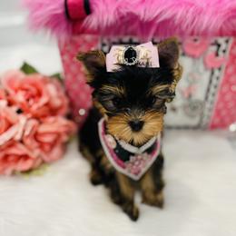 Yorkshire Terrier Puppies from Green Mountain Designer Yorkies