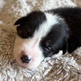 Girl 3 - female Border Collie puppy in Shawnee, Oklahoma from Cross K Working Collies - Pure Bred Border Collies