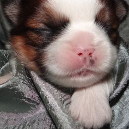 AKC ANAIS - Lhasa Apso puppy from GyanGanj Lhasa Apso