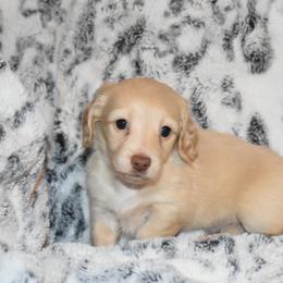 Beau - Red male Dachshund puppy in Texas from Sparkles & Spurs Mini Dachshunds