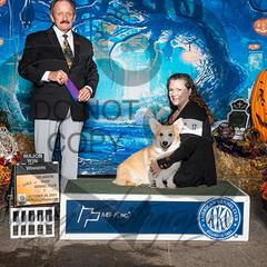 Stout - Pembroke Welsh Corgi
