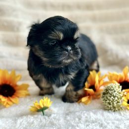 Mickey - Black and tan male Shih Tzu puppy in Kettering, Ohio from LaDawn’s Little Lions