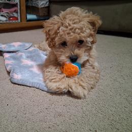 Ruby - Cream female Maltipoo puppy in Delphi, Indiana from Country Cockers of Indiana