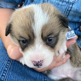 Pembroke Welsh Corgi Puppies from Red Wagon Farm