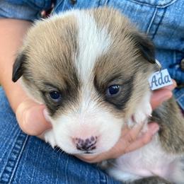 Pembroke Welsh Corgi Puppies from Red Wagon Farm