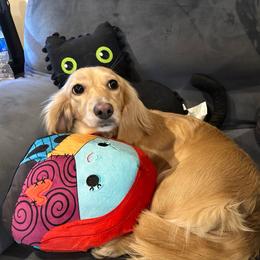 Abra - Dachshund