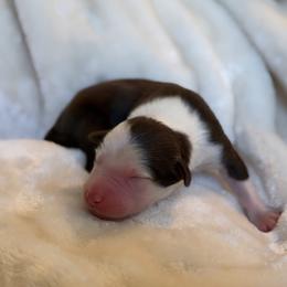 Finn AKC - Red tri-color male Australian Shepherd puppy in Polk City, Florida from Skaky Shepherds