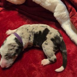 Mr Purple - Blue merle male Border Collie puppy in San Tan Valley, Arizona from Sherry's Border Collies