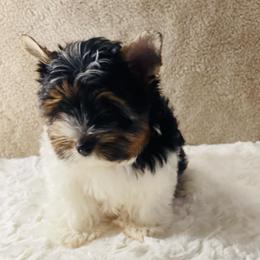 Remi  2650 AKC - Black tan and white male Biewer Terrier puppy in Douglas, Georgia from Heartland small breeds