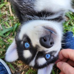 Pomsky Puppies from Way too cute Pomskies
