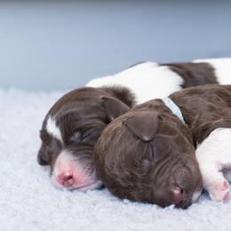 Australian Labradoodle Puppies from Colorado Mountain Labradoodles
