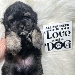 Milo - Tri-color male Yorkipoo puppy in Apple Valley, California from Boujeepups